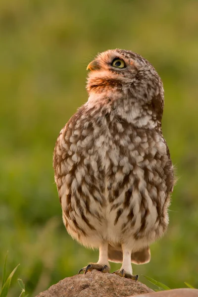 Cute owl sitting on stone — Stock Photo, Image