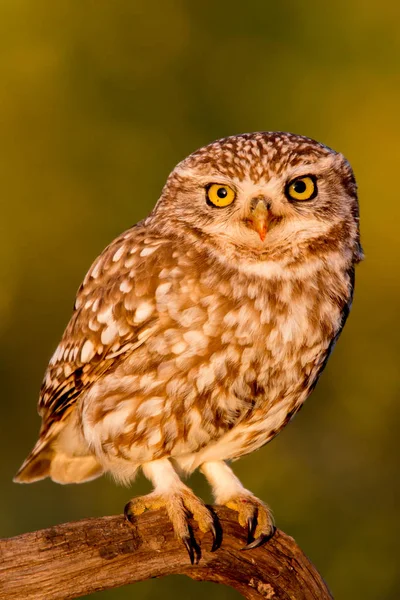 Cute owl sitting on old tree — Stock Photo, Image