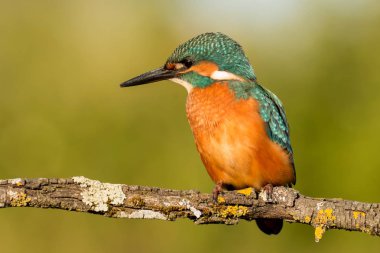 dala tünemiş kingfisher
