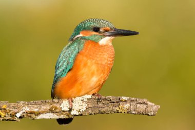 dala tünemiş kingfisher