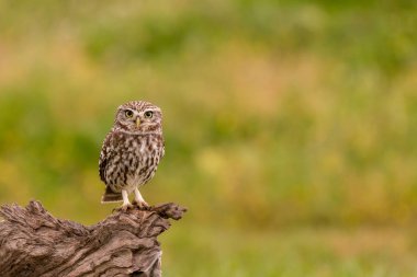 Doğal yaşam alanı içinde şirin baykuş
