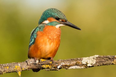 dala tünemiş kingfisher
