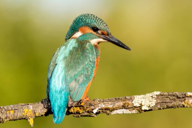 dala tünemiş kingfisher