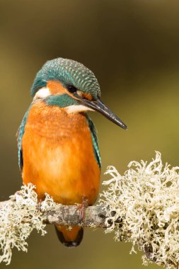 dala tünemiş kingfisher