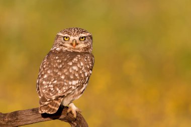 Cute owl in natural habitat