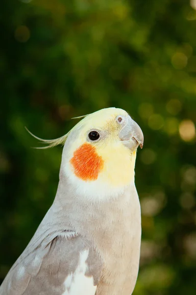 Hermosa ninfa loro — Foto de Stock