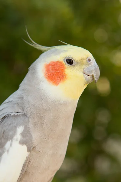 Beautiful parrot nymph — Stock Photo, Image