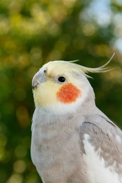 Schöne Papageiennymphe — Stockfoto