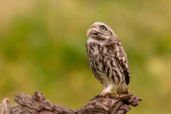 Coruja bonito em habitat natural — Fotografia de Stock