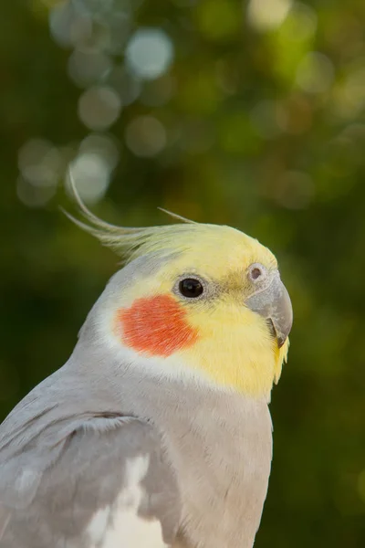 Mooie papegaai nimf — Stockfoto