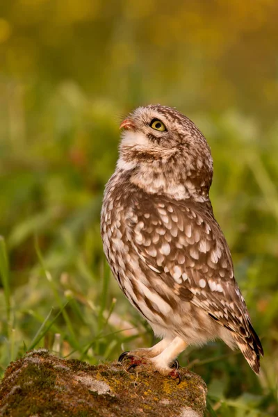 Chouette chouette dans l'habitat naturel — Photo