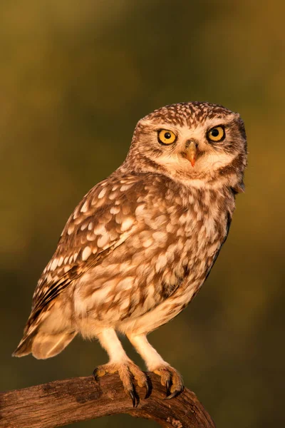 Coruja bonito em habitat natural — Fotografia de Stock