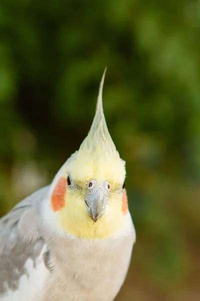 Beautiful parrot nymph — Stock Photo, Image