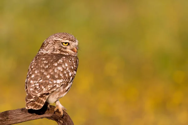 Leuke uil in natuurlijke habitat — Stockfoto