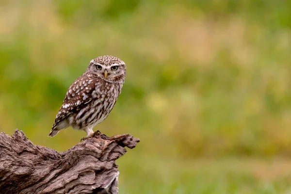 Coruja bonito em habitat natural — Fotografia de Stock