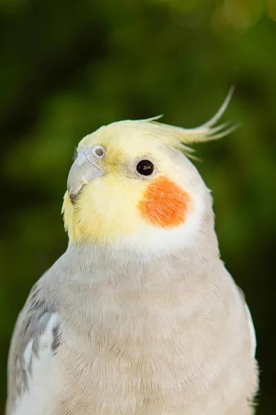 Bella ninfa pappagallo — Foto Stock