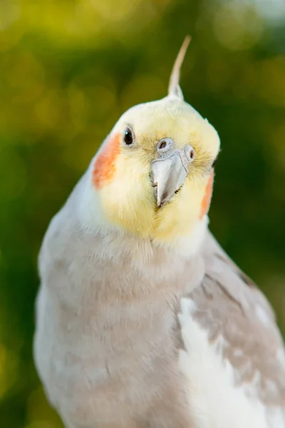 Schöne Papageiennymphe — Stockfoto