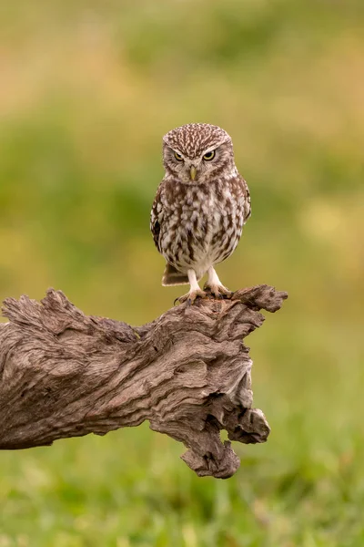 Chouette chouette dans l'habitat naturel — Photo