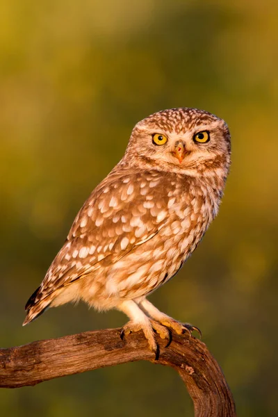 Cute owl in natural habitat — Stock Photo, Image