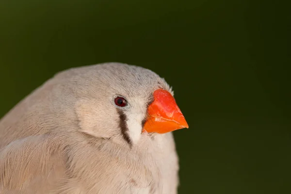 Beautiful colored bird — Stock Photo, Image