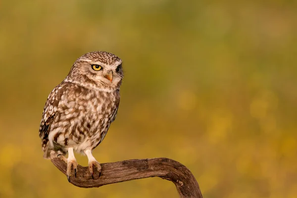 Leuke uil in natuurlijke habitat — Stockfoto