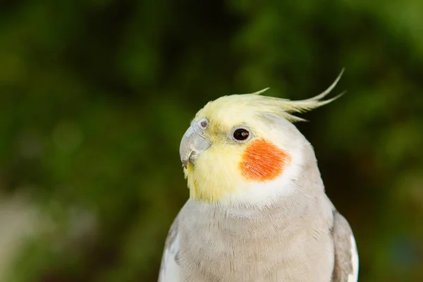 Beautiful parrot nymph — Stock Photo, Image