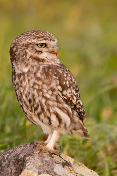 Chouette chouette dans l'habitat naturel — Photo