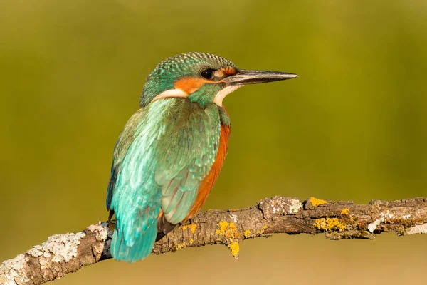 Kingfisher uppflugen på gren — Stockfoto