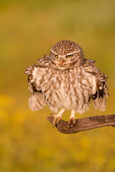 Cute owl in natural habitat — Stock Photo, Image