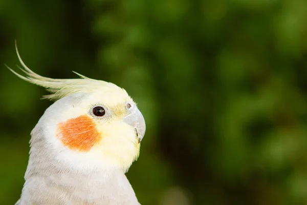 Güzel papağan perisi — Stok fotoğraf