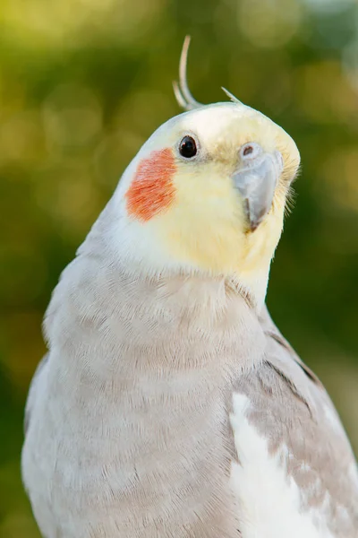 Schöne Papageiennymphe — Stockfoto