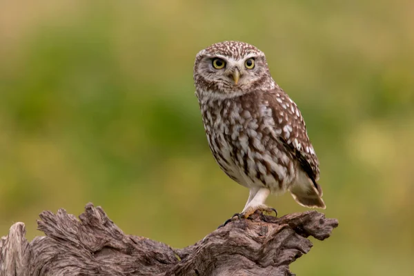 Coruja bonito em habitat natural — Fotografia de Stock