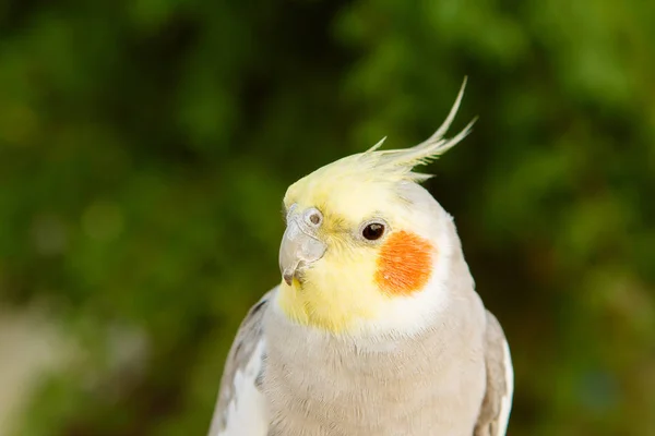 Красиві папуга німфа — стокове фото