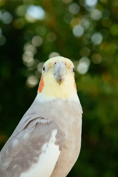Παπαγάλος όμορφη νύμφη — Φωτογραφία Αρχείου