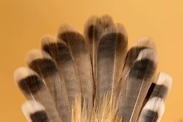 Hermosa pluma marrón —  Fotos de Stock