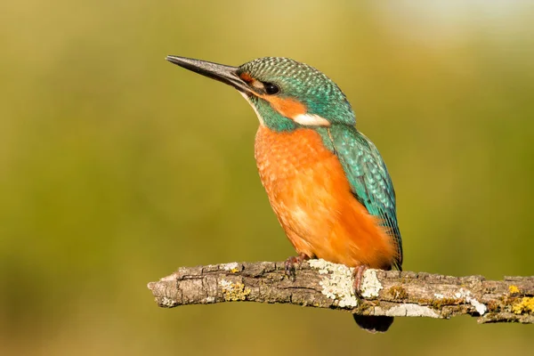 Kingfisher uppflugen på gren — Stockfoto