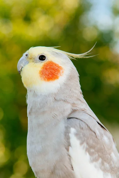 Schöne Papageiennymphe — Stockfoto