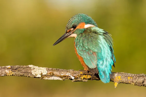 Kingfisher empoleirado no ramo — Fotografia de Stock