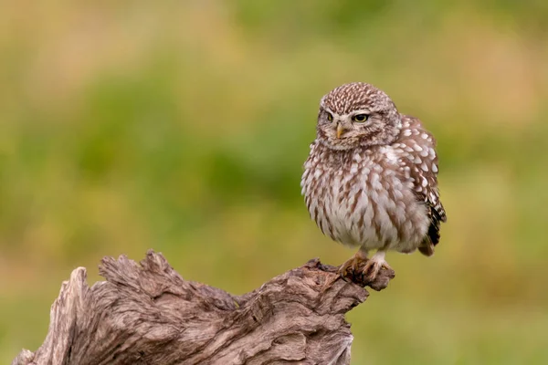 Chouette chouette dans l'habitat naturel — Photo