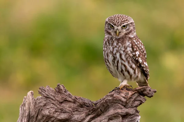 Leuke uil in natuurlijke habitat — Stockfoto