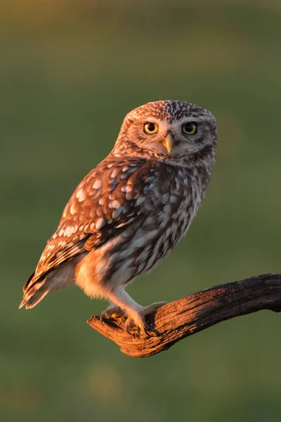 Cute owl in natural habitat — Stock Photo, Image