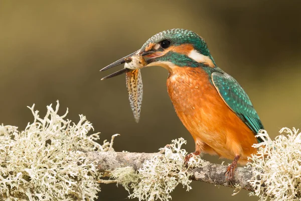 Kingfisher uppflugen på gren — Stockfoto