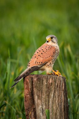 Beautiful falcon on trunk clipart