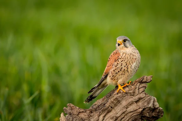 Bellissimo falco sul tronco — Foto Stock