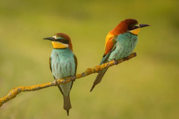 Pair of bee-eaters perched on branch — Stock Photo, Image