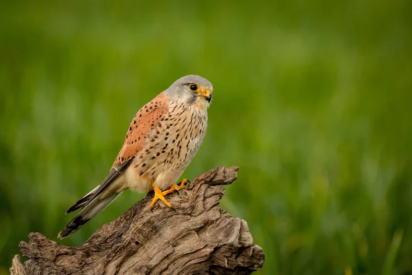 Beautiful falcon on trunk — Stock Photo, Image