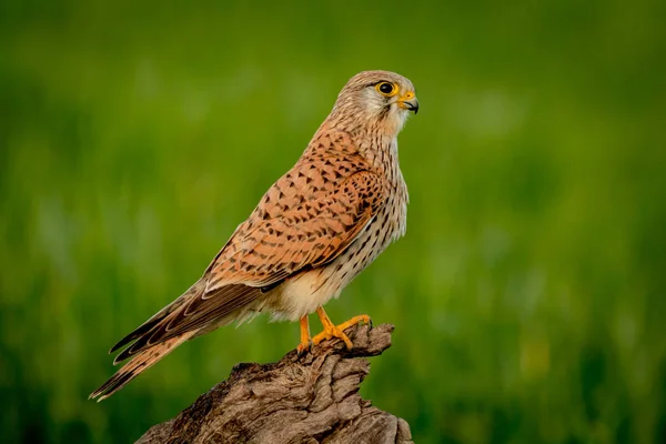 Bellissimo falco sul tronco — Foto Stock