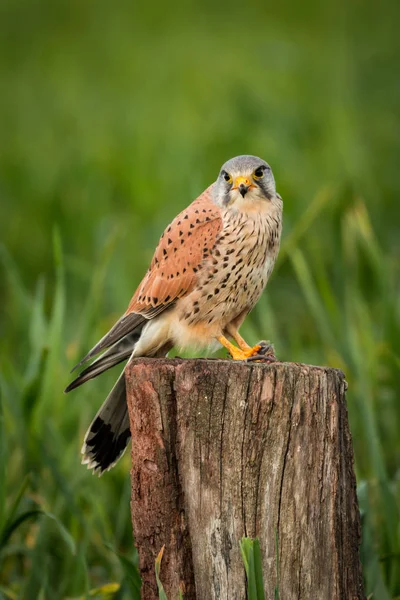 Beautiful falcon on trunk — Stock Photo, Image