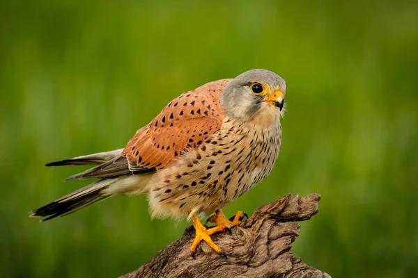 Beautiful falcon on trunk — Stock Photo, Image