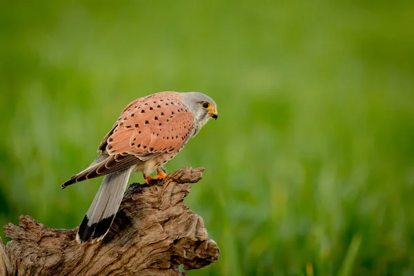 Beautiful falcon on trunk — Stock Photo, Image